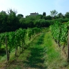 Castello di Buttrio - Blick vom Weingarten