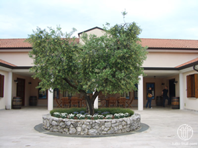Castelvecchio - Olivenbaum