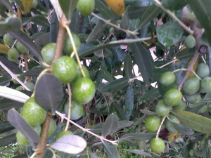 Olivenbaum Castelvecchio